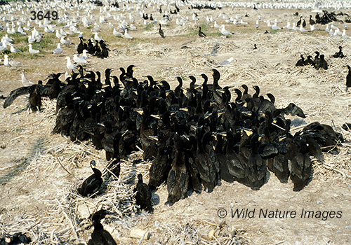 Double-crested Cormorant (Phalacrocorax auritus)